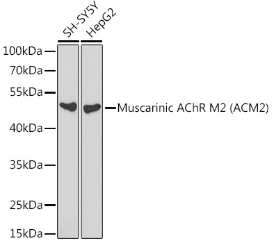 CHRM2 Antibody