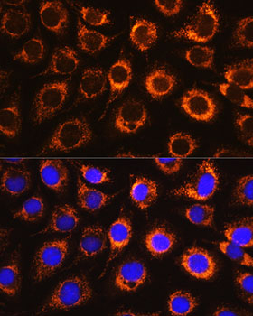 MAOB Antibody