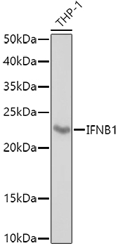 IFNB1 Antibody