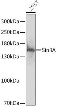 SIN3A Antibody