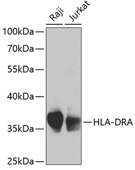 HLA-DRA Antibody