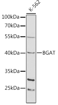 ABO Antibody