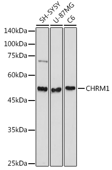 CHRM1 Antibody