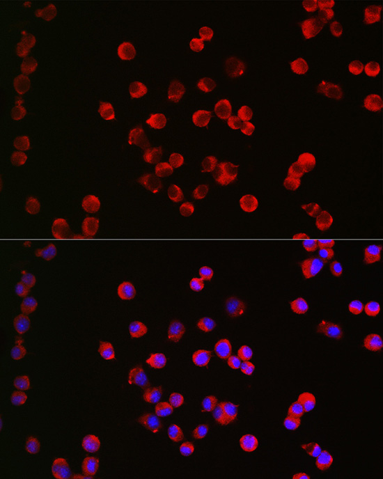 CHRM1 Antibody