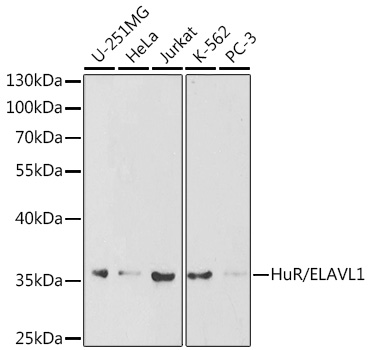 ELAVL1 Antibody