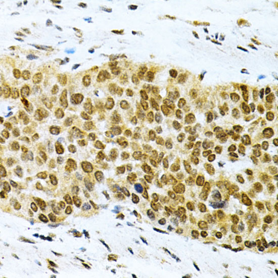 ELAVL1 Antibody