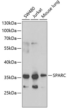 SPARC Antibody