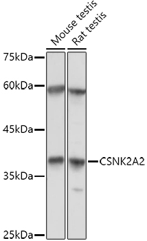 CSNK2A2 Antibody