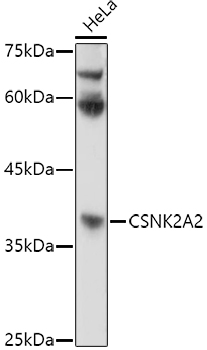 CSNK2A2 Antibody