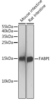 FABP2 Antibody