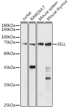 SELL Antibody