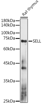 SELL Antibody