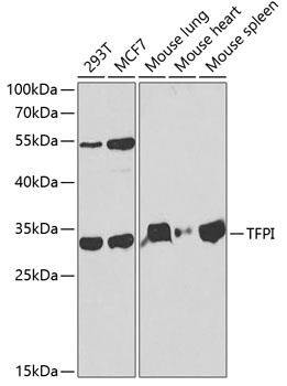 TFPI Antibody