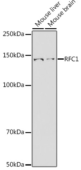 RFC1 Antibody