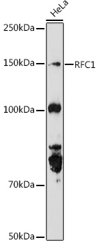 RFC1 Antibody