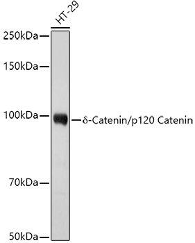 CTNND1 Antibody