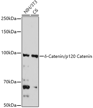 CTNND1 Antibody