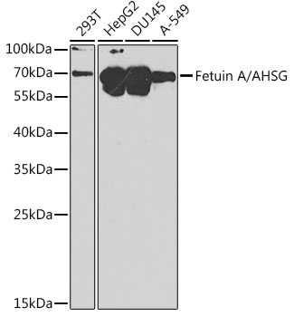 AHSG Antibody