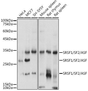 SFRS1 Antibody