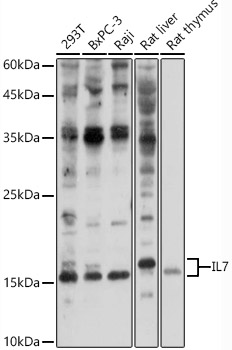 IL7 Antibody