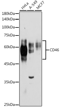 CD46 Antibody