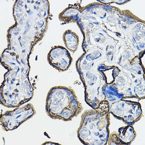 CD46 Antibody