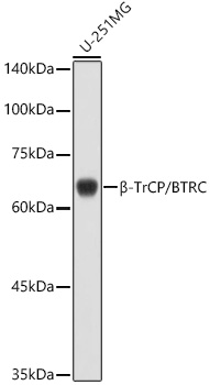 BTRC Antibody