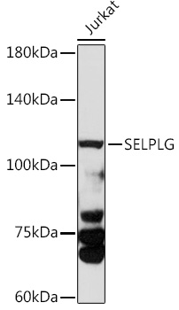 SELPLG Antibody