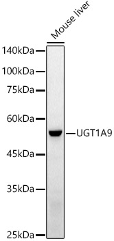 UGT1A9 Antibody