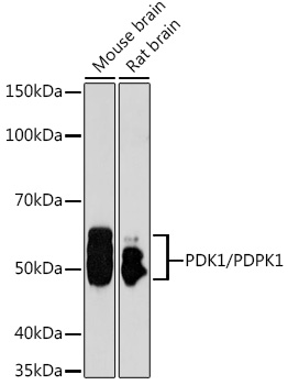 PDPK1 Antibody