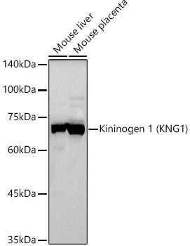 KNG1 Antibody