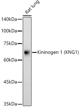 KNG1 Antibody