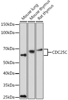 CDC25C Antibody