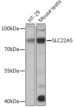 SLC22A5 Antibody