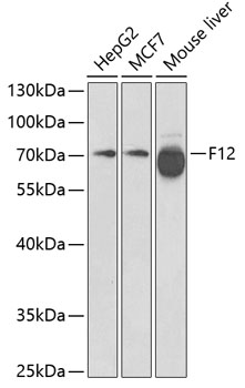 F12 Antibody