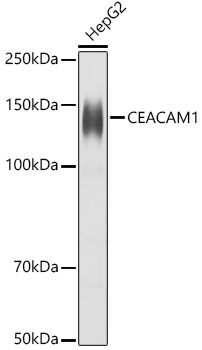 CEACAM1 Antibody