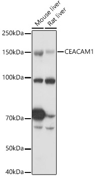 CEACAM1 Antibody