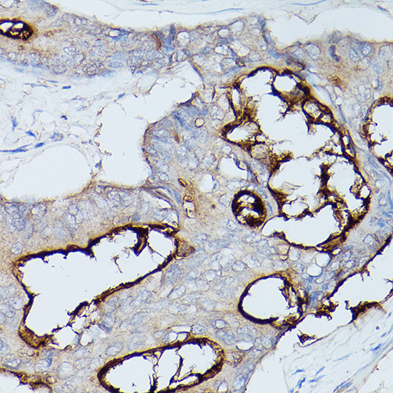 CEACAM1 Antibody