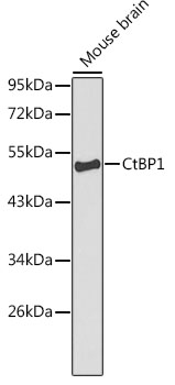 CTBP1 Antibody