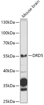 DRD5 Antibody