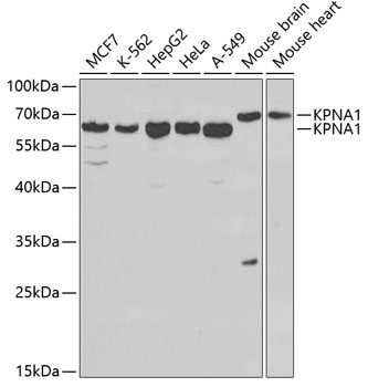 KPNA1 Antibody