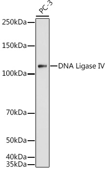 LIG4 Antibody