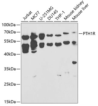 PTH1R Antibody