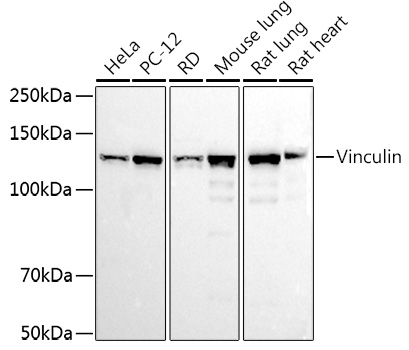 VCL Antibody