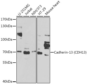 CDH13 Antibody