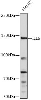 IL16 Antibody