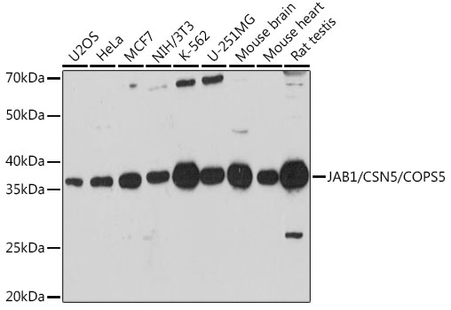 COPS5 Antibody