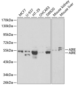 AIRE Antibody