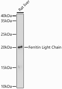 FTL Antibody