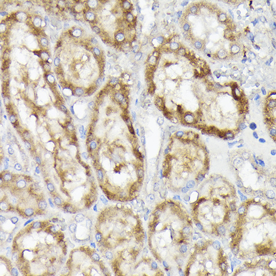 FTL Antibody